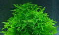 Mixed Unknown Moss - Live Aquatic Moss Plants Aquarium Moss Freshwater Planted Tank (1 Portion)