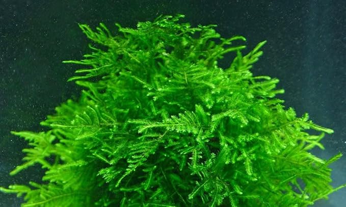 Mixed Unknown Moss - Live Aquatic Moss Plants Aquarium Moss Freshwater Planted Tank (1 Portion)