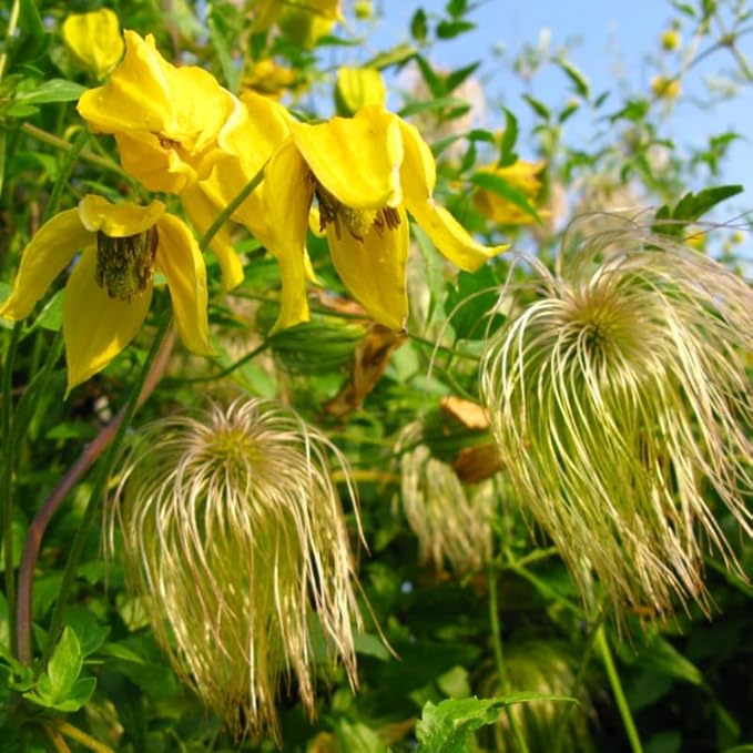 Clematis Vine Plant, Clematis Vine Plants Live in 2.5 Inch Pot, Perennial Climbing Clematis Plants Live for Outdoor Garden (Yellow Flowers)