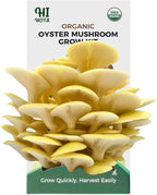 Golden Oyster Mushroom Growing Kit - Organic Edible 4 lbs Mushroom Grow Kit, Grow Your Own Oyster Mushroom at Home, Handmade in USA, Non-GMO, Holiday Gardening Gift