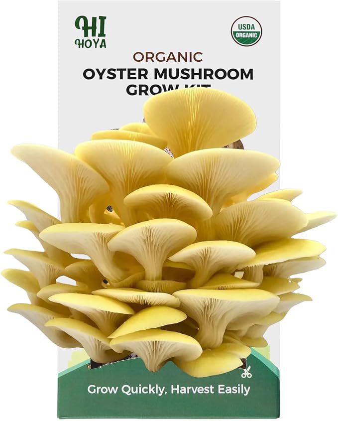 Golden Oyster Mushroom Growing Kit - Organic Edible 4 lbs Mushroom Grow Kit, Grow Your Own Oyster Mushroom at Home, Handmade in USA, Non-GMO, Holiday Gardening Gift