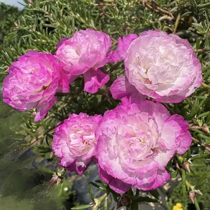 500+ Clara Moss Rose Seeds Portulaca grandiflora Moss Rose Flowers Seeds Vietnam Rose Ground Cover Plant