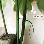Plant Twist Ties - 8'' Plant Ties for Climbing Plants - Garden Ties Reusable Twist Ties Garden Twine for Plants Vines Cords Bags - Pack of 100, Green