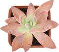 Live Succulent Sedum adolphi, 2 Inch Fully Rooted Potted Plant, Easy Care & Drought Tolerant, Indoor Houseplant for Home Decor