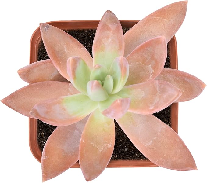 Live Succulent Sedum adolphi, 2 Inch Fully Rooted Potted Plant, Easy Care & Drought Tolerant, Indoor Houseplant for Home Decor