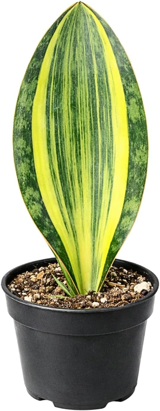 Variegated Whale Fin Plant 8–10 Inch Live Plant – Rare Variegated Sansevieria Masoniana Indoor Succulent, Easy Care Air Purifying Snake Plant, Unique Home Decor Houseplant Gift