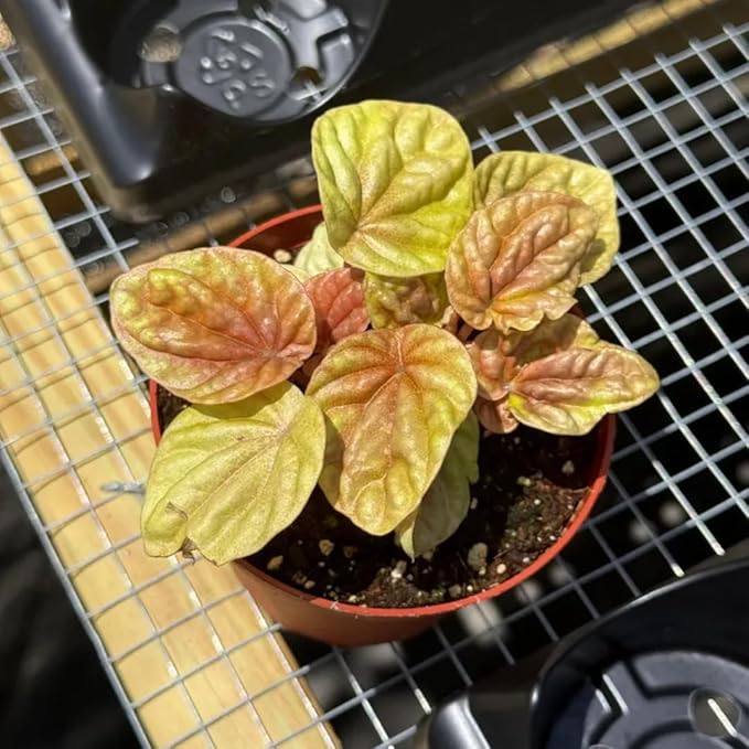 Peperomia Quito Live Plant, Pet-Safe Copper Orange Red Houseplant in 3-Inch Grower Pot, Beginner-Friendly Textured Indoor Tropical Plant for Home and Office Decor