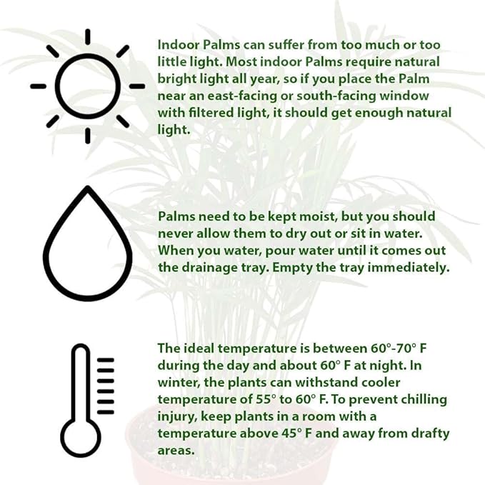 Parlor Palm Live Plant for Indoor | Different Houseplants in 4'' & 6'' Pot | Real House Plant for Living Room, Office, Desk & Bathroom | Neanthe Bella Palm | Chamaedorea elegans