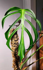 RedCrocus Monstera 'Burle Marx Flame' Indoor Plant- Unique Foliage, Bright Indirect Light, Pet Safe, Container Friendly, Perfect for Modern Decor 6" Pot