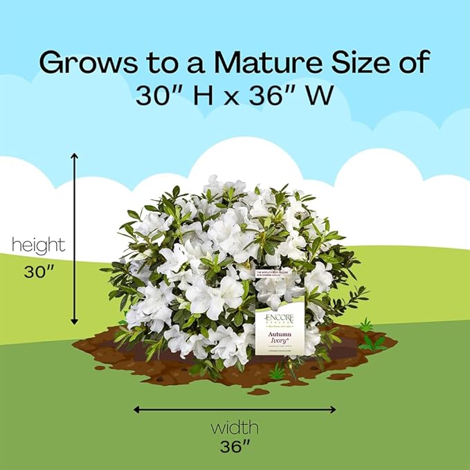 Encore Azalea 1 Gal. Autumn Ivory Azalea Shrub