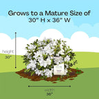 Encore Azalea 1 Gal. Autumn Ivory Azalea Shrub