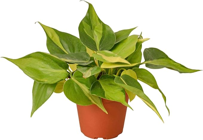 Philodendron Hederaceum Brasil Live Plant for Indoor | Different Houseplants in 3'' Pot | Real House Plant for Living Room, Office, Desk & Bathroom | Cordatum Brasil Cordatum