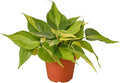 Philodendron Hederaceum Brasil Live Plant for Indoor | Different Houseplants in 3'' Pot | Real House Plant for Living Room, Office, Desk & Bathroom | Cordatum Brasil Cordatum