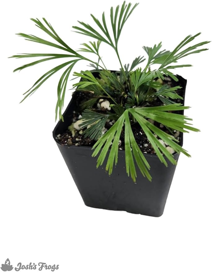 RedCrocus Assorted Ferns Indoor & Outdoor- Lush Green Fronds, Shade-Loving, Pet Safe, Container & Garden Plant for Shaded Areas, Attractive Foliage 4" Pot (Pack of 4)