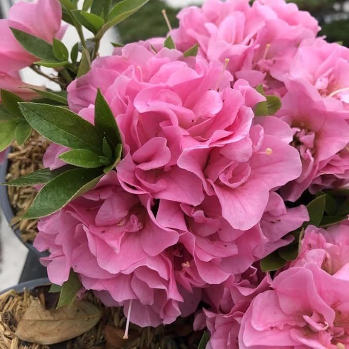 Pink Reblooming Azalea Plant Live, 7 Months Old Rhododendron Like, Azalea Rhododendron Tree Flowers Plants Live Bush in Pot