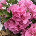 Pink Reblooming Azalea Plant Live, 7 Months Old Rhododendron Like, Azalea Rhododendron Tree Flowers Plants Live Bush in Pot