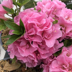 Pink Reblooming Azalea Plant Live, 7 Months Old Rhododendron Like, Azalea Rhododendron Tree Flowers Plants Live Bush in Pot