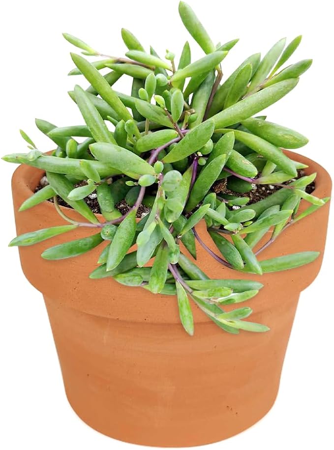 Othonna capensis Ruby Necklace Succulent (4'' + Clay Pot) | Live Healthy Succulent - Easy to Care Indoor Plant - Fully Rooted in 2/4/6 inch Sizes