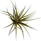 Air Plants - Flowering Tillandsia Stricta Large 5" - 5ct - Live Arrival Guaranteed - House Plants for Home Decor & Gift