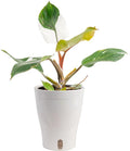 Costa Farms Philodendron White Knight Live Plant in Self Watering Pot, Indoor Houseplant, Perfect for Home, Room, or Office Decor, Great House Warming or Birthday Gift, 12-18 Inches Tall