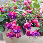 Blue Fuchsia Plant Live in 5-Inch Pot, Hanging Basket Flower, Hardy Fuchsia Vine for Shade Gardens, USDA Zones 8-11