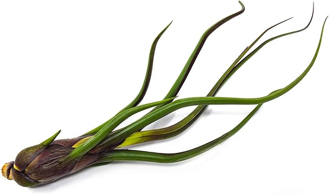 Tillandsia Air Plants Live Indoor Plants (100 Pack), Air Plants Bulk Party Favors or Wedding Favors Live Plants, Air Plant Lover Gifts, DIY Terrarium Kit, Air Succulents Plants Live by Plants for Pets