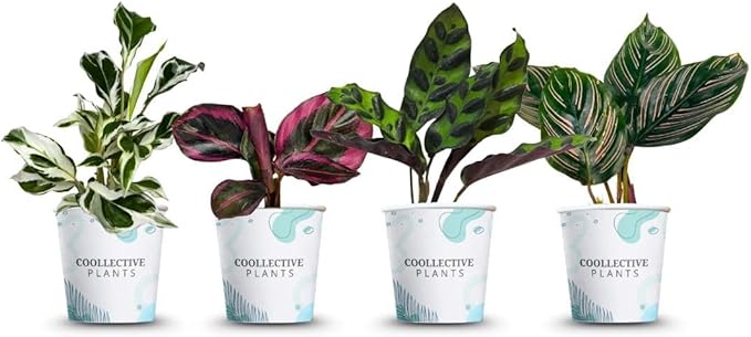 2" Calathea Live Plant Collection (4-Pack) – Assorted Indoor House Plants in Grower Pots, Easy Care Tropical Houseplants, Pet Friendly Indoor Plants for Home or Office