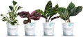 2" Calathea Live Plant Collection (4-Pack) – Assorted Indoor House Plants in Grower Pots, Easy Care Tropical Houseplants, Pet Friendly Indoor Plants for Home or Office