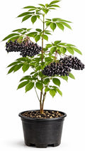Elderberry Live Plant (Sambucus Canadensis) | Seedling | Loom Botanical