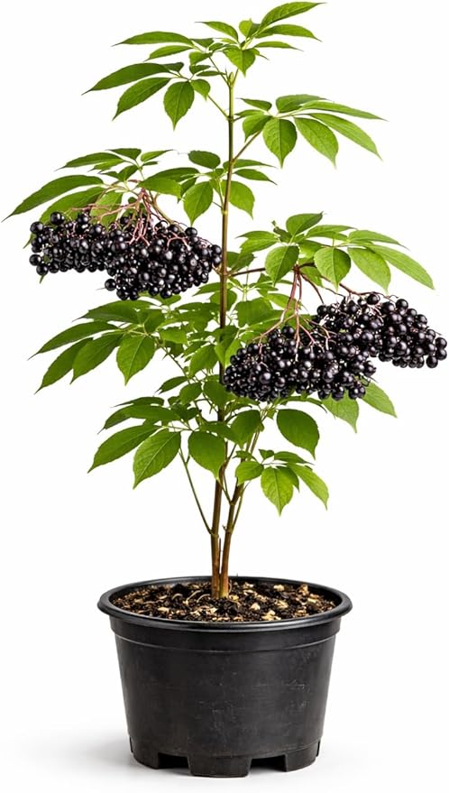 Elderberry Live Plant (Sambucus Canadensis) | Seedling | Loom Botanical