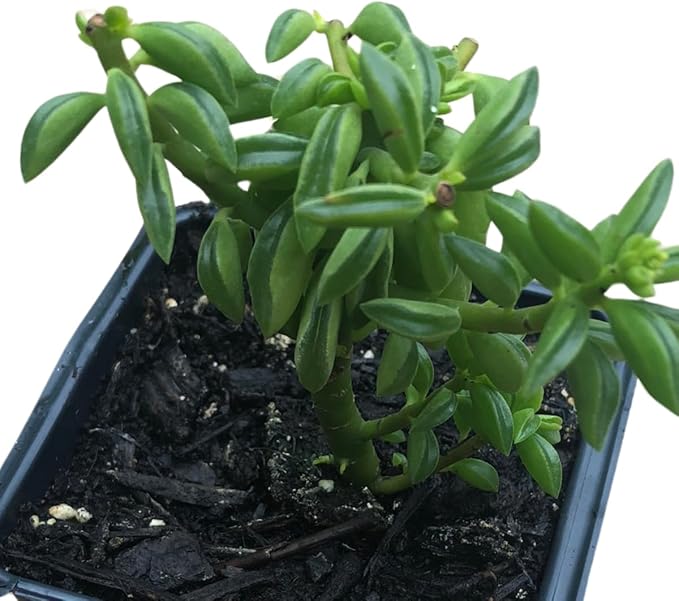 Succulent Taco Plant (Peperomia axillaris) in 2.5 inch Pot | Live Starter Plant, Certified Organic, Easy Care Houseplant