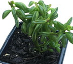 Succulent Taco Plant (Peperomia axillaris) in 2.5 inch Pot | Live Starter Plant, Certified Organic, Easy Care Houseplant