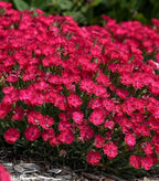 RedCrocus Dianthus 'Paint The Town Red'- Sweet William, Fragrant Border Flower, Pollinator Attractor, Easy Care, Container Plant, Pet Safe, Summer Blooms 1 Quart (Pack of 2)