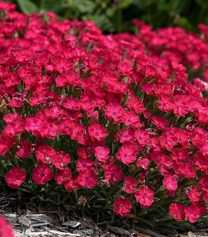 RedCrocus Dianthus 'Paint The Town Red'- Sweet William, Fragrant Border Flower, Pollinator Attractor, Easy Care, Container Plant, Pet Safe, Summer Blooms 1 Quart (Pack of 2)