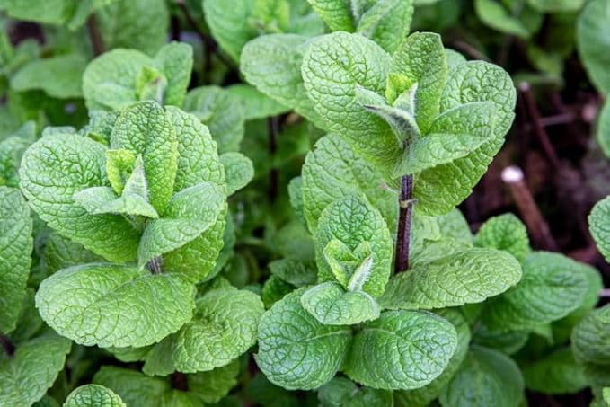 Mojito Mint Live Plants (5-9") - Pack of 3 (Three)- Authentic Mentha x villosa - True Cuban Cocktail Herb - Fast Growing Indoor/Outdoor Container Garden
