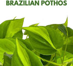 BubbleBlooms Philodendron Brazil 4 inch Brazillian Pothos