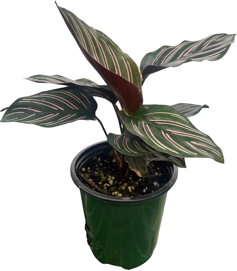 Pin Stripe Prayer Plant - Calathea ornata - Easy House Plant - 4" Pot-Live Plant