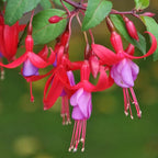 2 Fuchsia Plants, Live Fragrant Fuchsia Flower Bush Shrub, 3-6 Inches Tall (Purple Red)