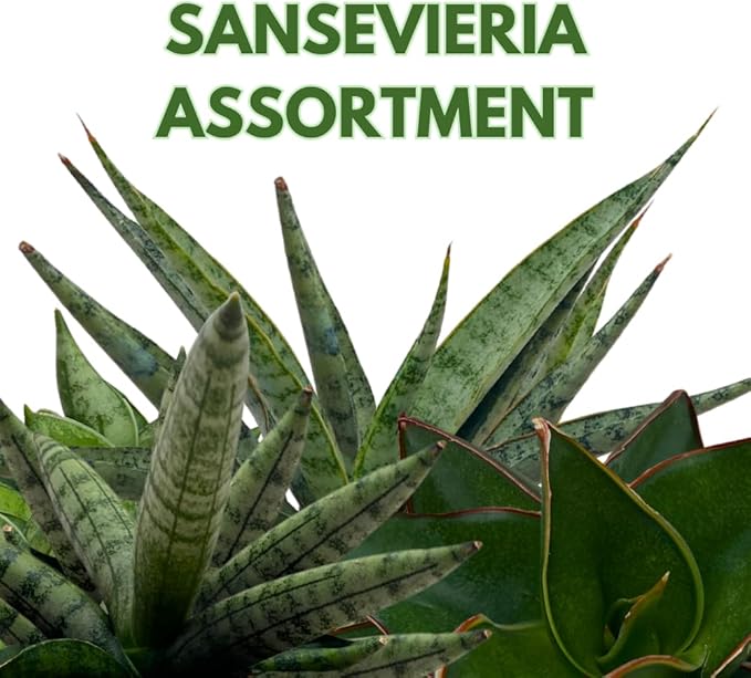 BubbleBlooms Sansevieria Snakeplant Variety Bundle, Braided cylindrica Dragon Fingers, Samurai Dwarf ehrenbergii, Cylindrical Starfish Snake Plant boncel
