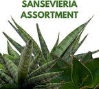 BubbleBlooms Sansevieria Snakeplant Variety Bundle, Braided cylindrica Dragon Fingers, Samurai Dwarf ehrenbergii, Cylindrical Starfish Snake Plant boncel