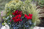 Cyclamen Plant Live in 4" Pot, Hardy Indoor Flowering Houseplant with Ornamental Blooms