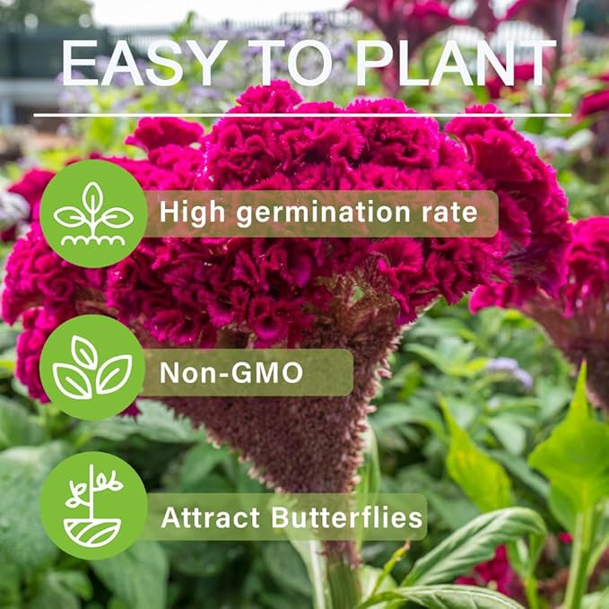 300+Red Rare Cockscomb Seeds for Planting-Celosia Flower Seeds Flowering Heirloom Plant