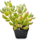 Sprout N Green Cotyledon Pendens, Live Mini Succulent Plant Fully Rooted in 2in Pot, Real House Plant for Home Office Wedding Decoration DIY Projects Party Favor, Keep Away from Pets