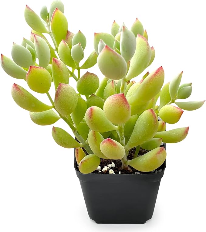 Sprout N Green Cotyledon Pendens, Live Mini Succulent Plant Fully Rooted in 2in Pot, Real House Plant for Home Office Wedding Decoration DIY Projects Party Favor, Keep Away from Pets