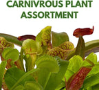 BubbleBlooms Carnivorous Plant Assortment Set, 5 Live Different Plants in 2 inch Pots