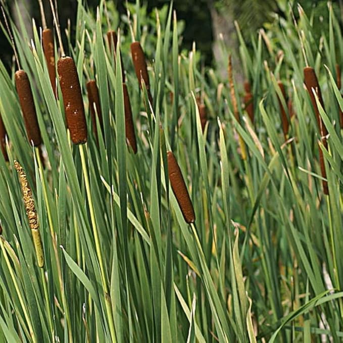 Chalily Graceful Cattail, a Great Live Pond Plant for Your Water Garden. Filters The koi and Goldfish Pond. Good for Bogs, Plant Shelf or Shallow Water This marginal Aquatic is a Real Beauty