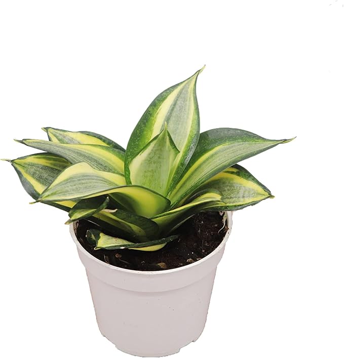 Sansevieria Snake Plants, Live Indoor Plant (Sol radiante, 4 inch)