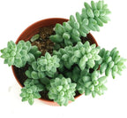 Shop Succulents Burrito Sedum Hanging Succulent, Fully Rooted Live 4" Succulent Plant, Low Maintenance Indoor Plant, Hardy Succulents, Trailing Succulents, Gift & Garden
