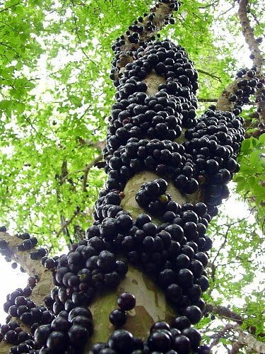 Jabuticaba Tree - 4" Pot - House Plant, Outdoors or Bonsai