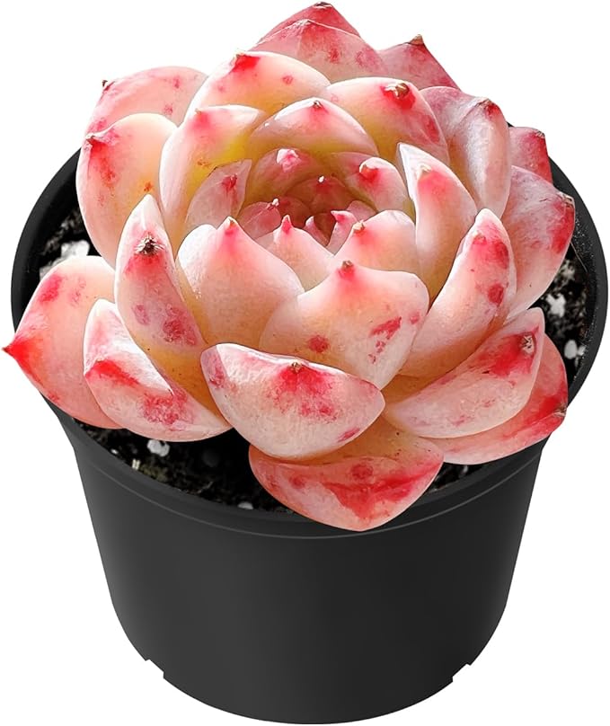 Sprout N Green Echeveria Meiya, Rare Live Succulent Plant Fully Rooted in 2" Planter with Soil, Home Office Indoor Outdoor Wedding Decoration DIY Projects Party Favor, Pets Friendly